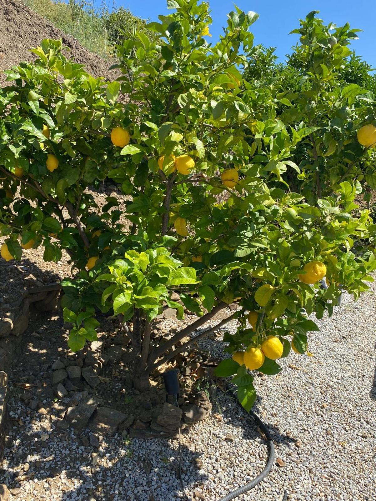 Finca Angelita 토록스 외부 사진
